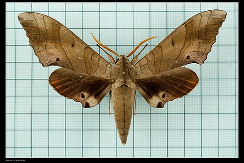 Marumba sperchius